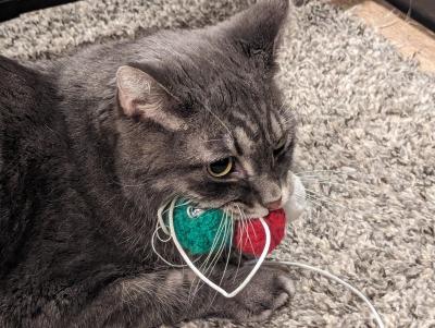 Battleship the cat with his favorite toy, the fuzzy balls