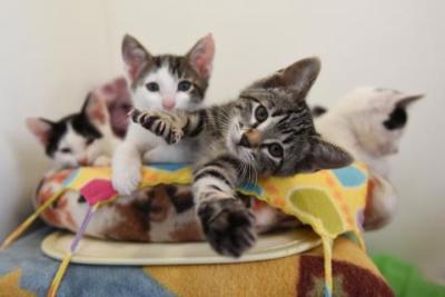 Four kittens reaching out in a cat bed