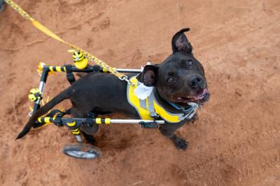 Bea Arthur the dog standing in her wheelchair