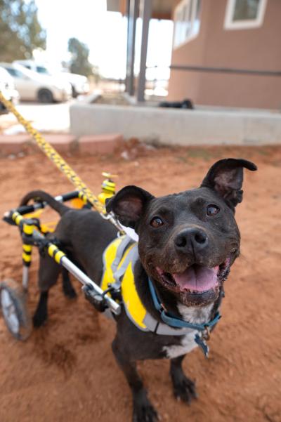 Bea Arthur the dog smiling, while in her wheelchair on a leash