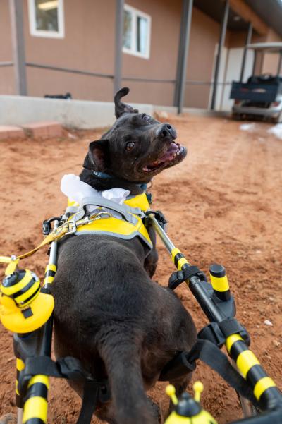 Bea Arthur the dog in her wheelchair from behind