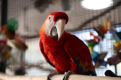 Beau the parrot on a perch