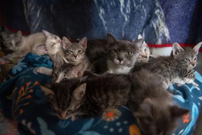Litter of kittens on a blanket