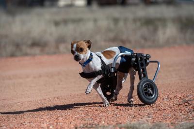 RoiLie the dog running outside in his wheelchair