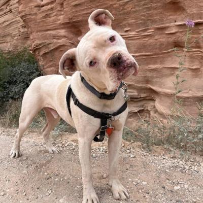 Beefcake the dog outside with his head tilted