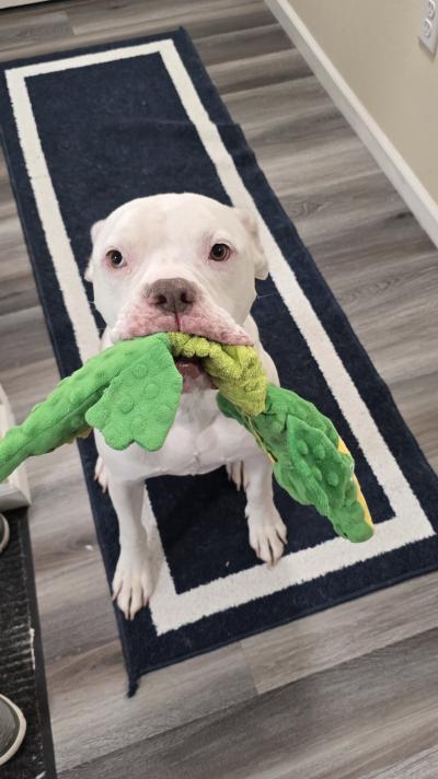 Beefcake the dog holding a green alligator stuffed toy in his mouth