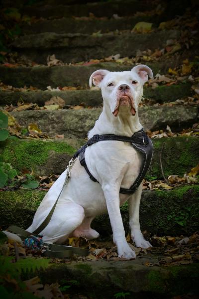 Beefcake the dog outside wearing a leash and harness showing his pout