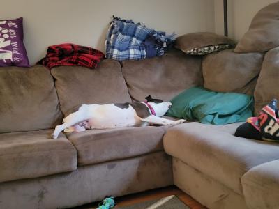 Bella the dog sleeping on the couch