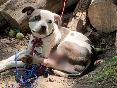 Bella the dog with the wire wrapped around her leg