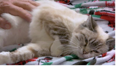 A person's hand petting Bella the cat, who is lying on her side