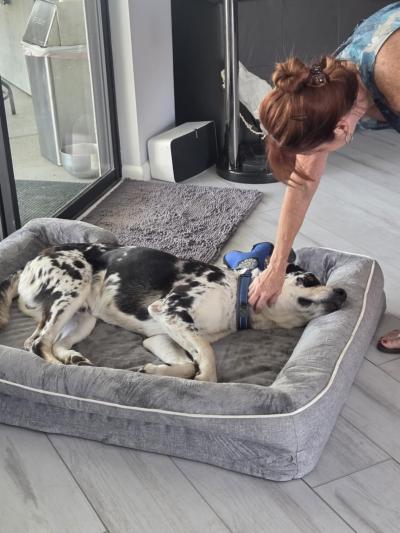 Ben the dog lying in a large dog bet being petted by his adopter