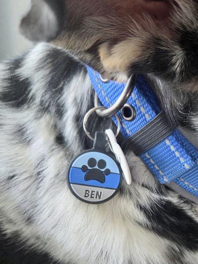 Ben the dog's name tag already engraved with his name on his collar