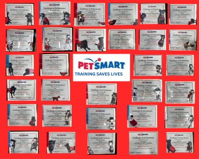 Certificates of dogs who have graduated the training class