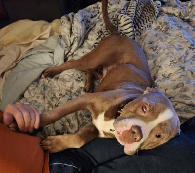 Bentley the dog lying on a bed with a person holding his paw