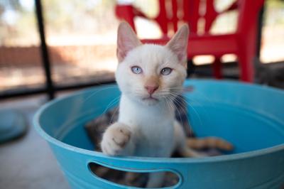 Bermuda the cat in a blue plastic tub with one of his front paws raised