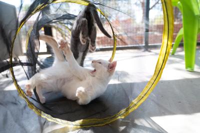 Bermuda the cat playing with another cat who is jumping away