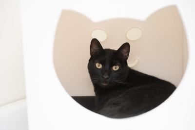 Black cat in an enclosure with the entrance shaped as a cat face