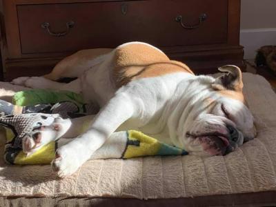 Bailey the bulldog sleeping in a dog bed in a sunbeam