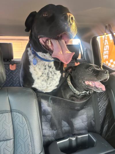 Big Hoss and another smaller dog in the back seat of a vehicle