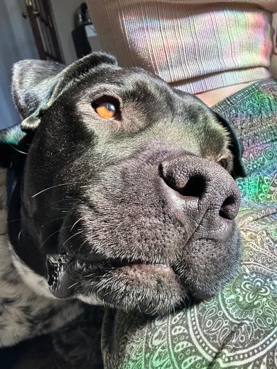 Close-up of the face of Big Hoss the dog lying on a green paisley blanket