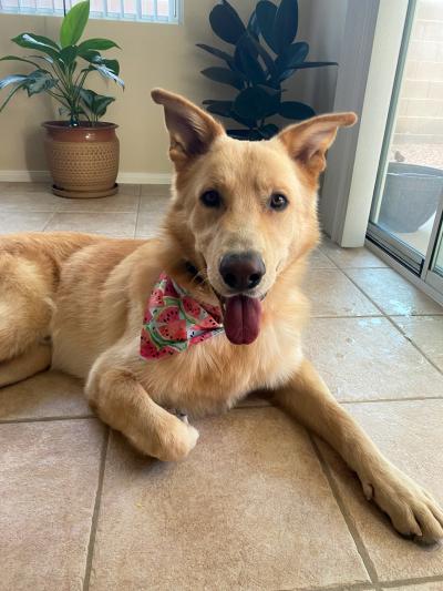 Archie the dog lying on a tile floor and wearing a bandanna