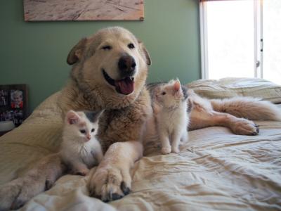 Rigby the dog lying on a bed with two kittens