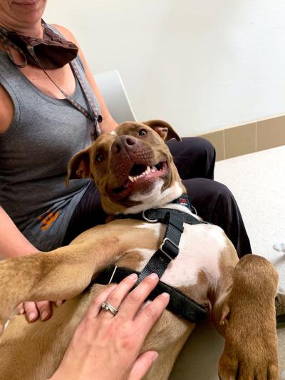 Brown and white dog Lucci lying upside-down in someone's lap while another person pets his bell