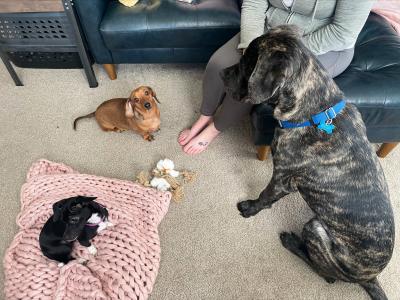 Tito the large brindle dog looking down at two smaller dogs