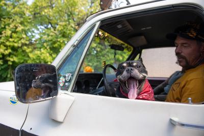 Billy the dog with his mouth open and tongue out in a vehicle on Marc's lap 