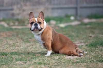 Birdie the dog outside in grass