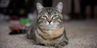 Tabby looking stern at camera