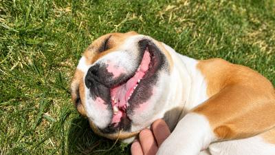 Birdie the dog lying in grass smiling