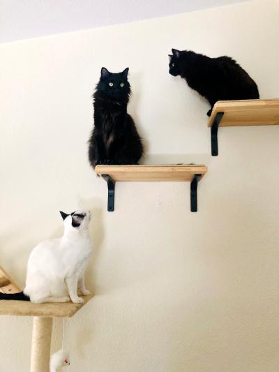 Three cats, including two black ones, on shelves on a wall