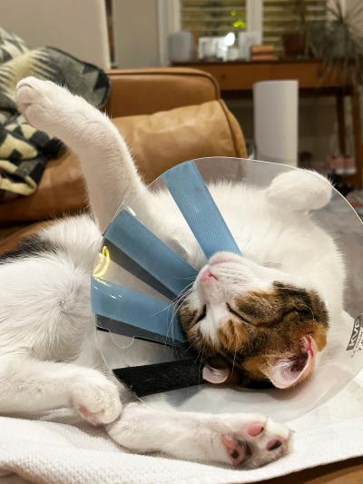 Bunny the cat lying upside-down wearing a protective cone