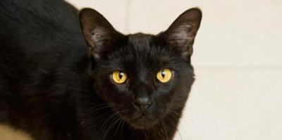 Tips on Photographing Dark-Colored Animals