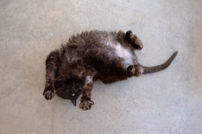 Pepe the cat on his back with his belly and paws in the air