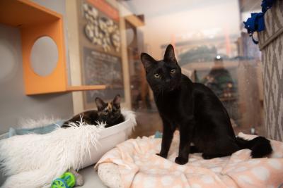 Oswald the cat, with Piper the cat, both in beds at the Best Friends Visitor Center