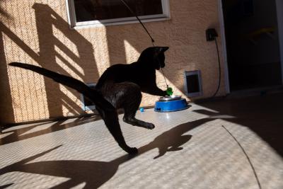 Prius the black cat leaping in the air after a toy