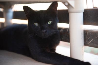 Ricky the black cat lying under a Kuranda cat bed