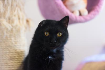 Thomas the black cat missing one ear