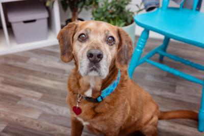Brown dog with a gray muzzle wearing a blue collar inside a home