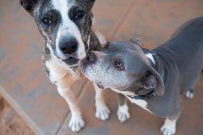 Another shy dog sniffing Blanche the dog