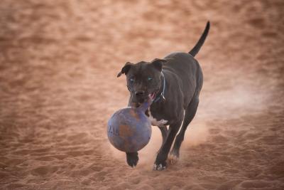 Moogan the dog running holding a large rubber ball in his mouth