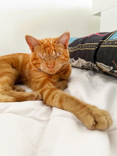 Leonsio the blind orange tabby cat in his new home lying on a bed