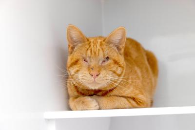 Leonsio the blind orange tabby cat (formerly Lucky) in a kennel in a bread loaf position