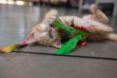 Orange kitten with one eye lying upside-down playing with a feather wand toy