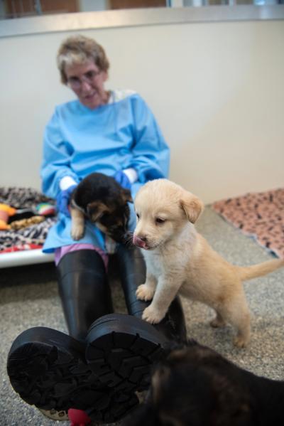 Volunteer Betty Grieb wearing a blue gown and large black boots with two puppies