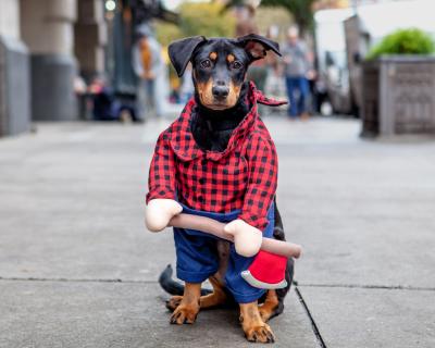 Black and brown dog wearing a lumberjack costume