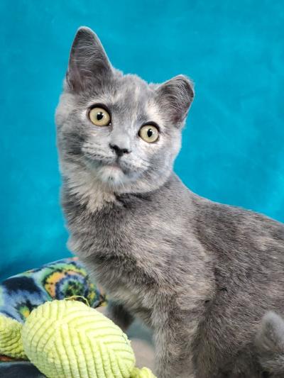 Gray cat with an eartip