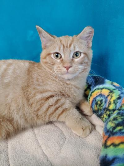 Goldie the cat with an eartip